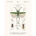 Sciences Naturelles - Sauterelle