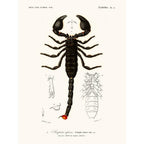 Sciences Naturelles - Scorpion