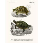 Sciences Naturelles - Tortue