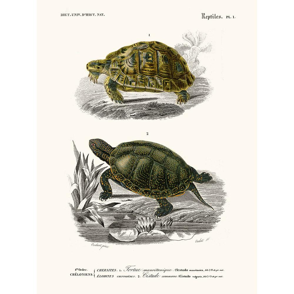 Sciences Naturelles - Tortue