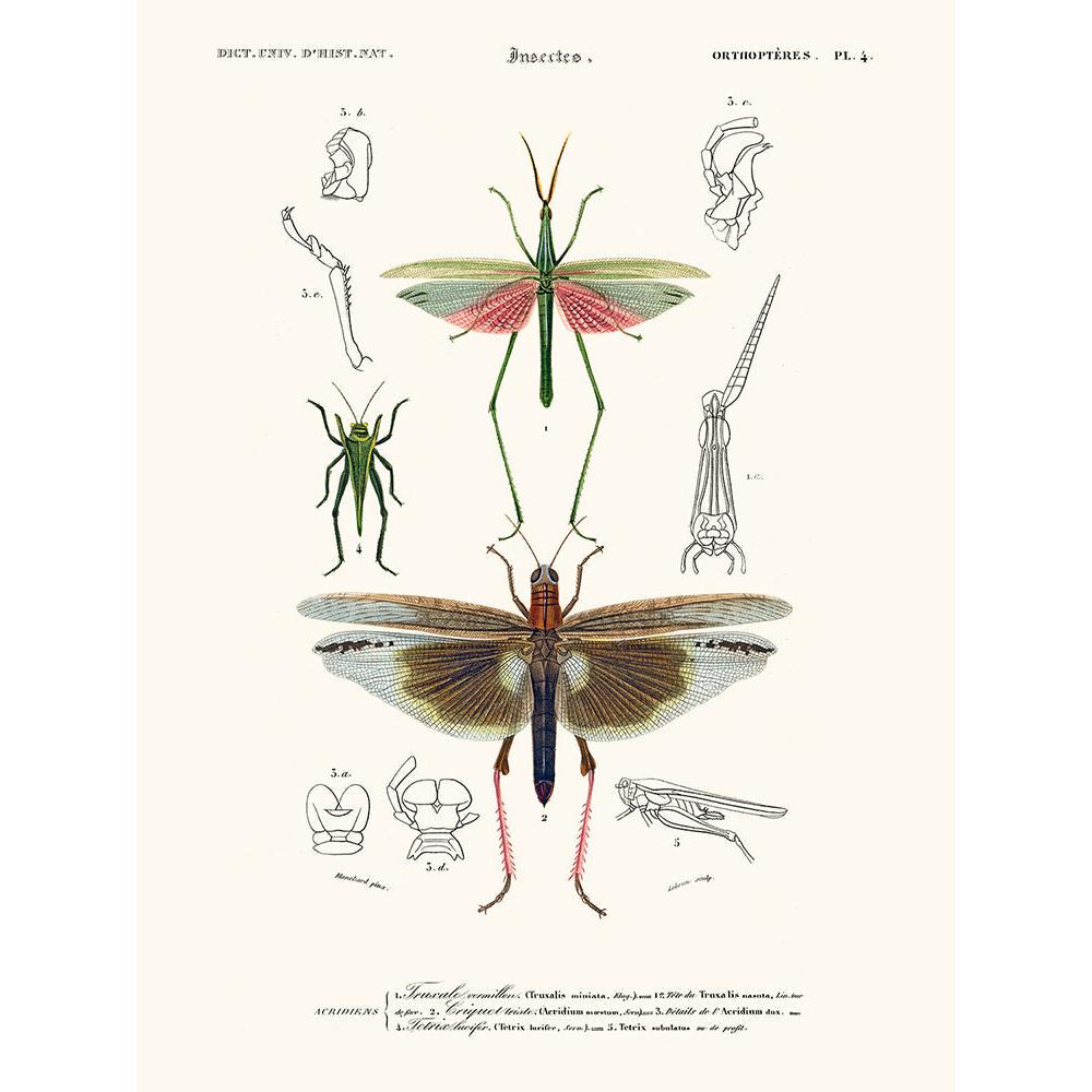 Sciences Naturelles - Truxale