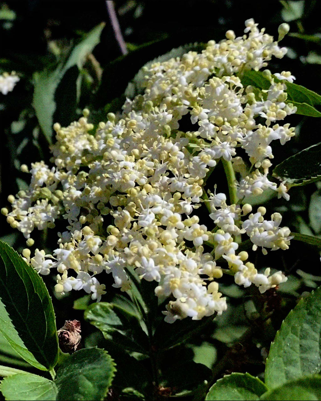 244 · Crème Pour Les Mains · Fleur De Sureau