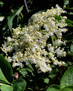 244 · Crème Pour Les Mains · Fleur De Sureau