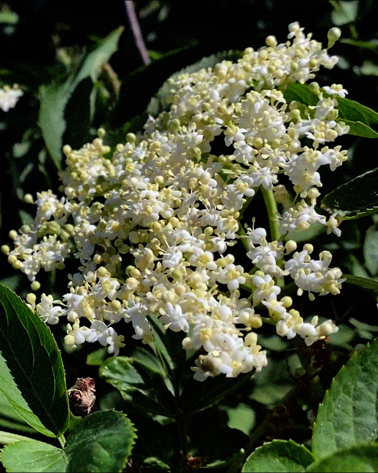 244 · Crème Pour Les Mains · Fleur De Sureau