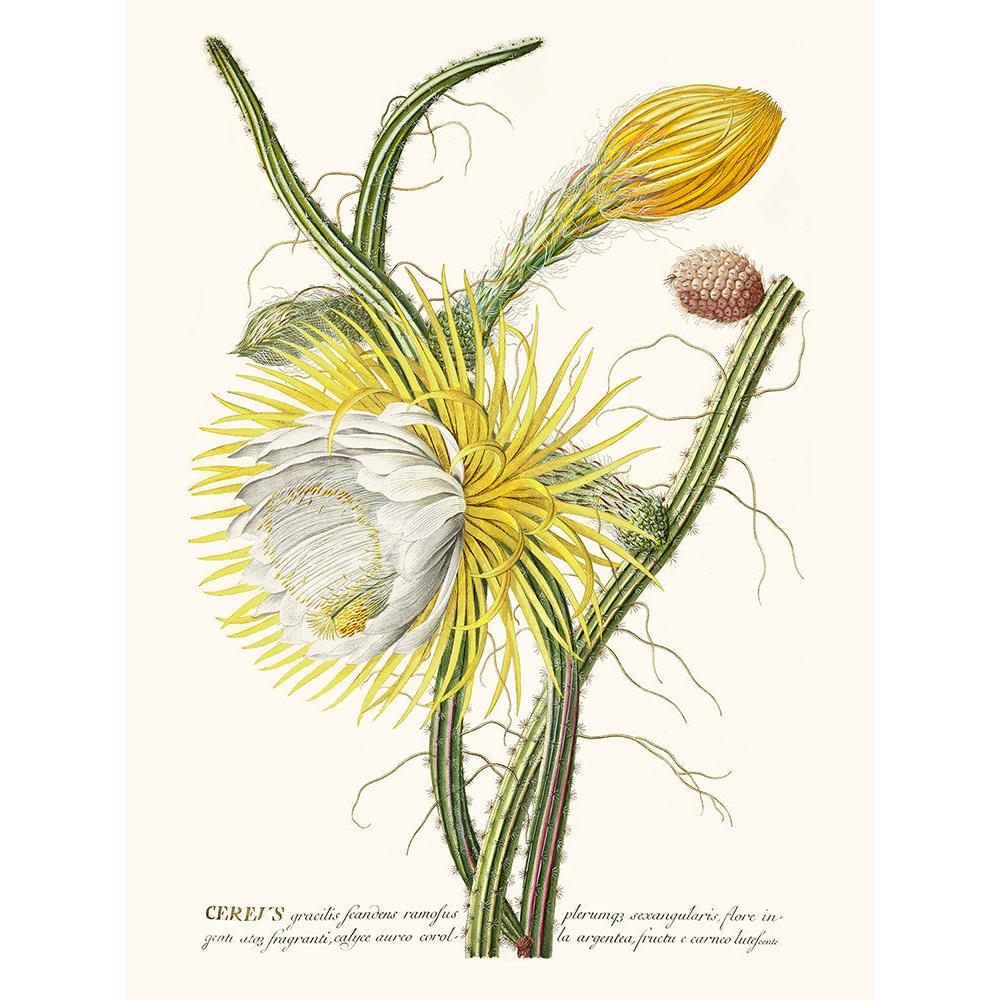 Sciences Naturelles - Cereus
