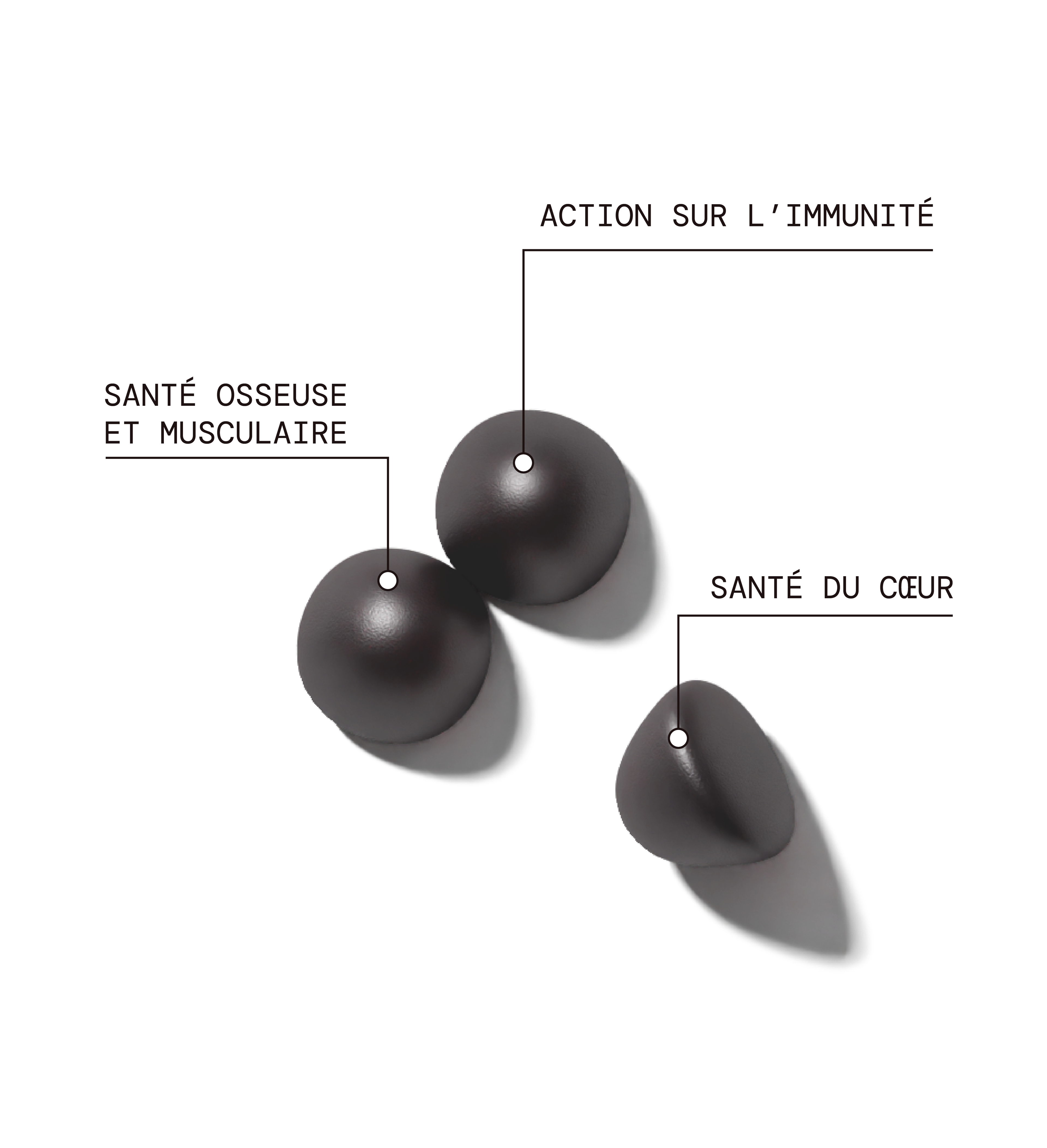 Fer - Fatigue & Immunité