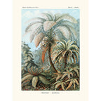 Sciences Naturelles - Filicinaé D'Ernst Haeckel