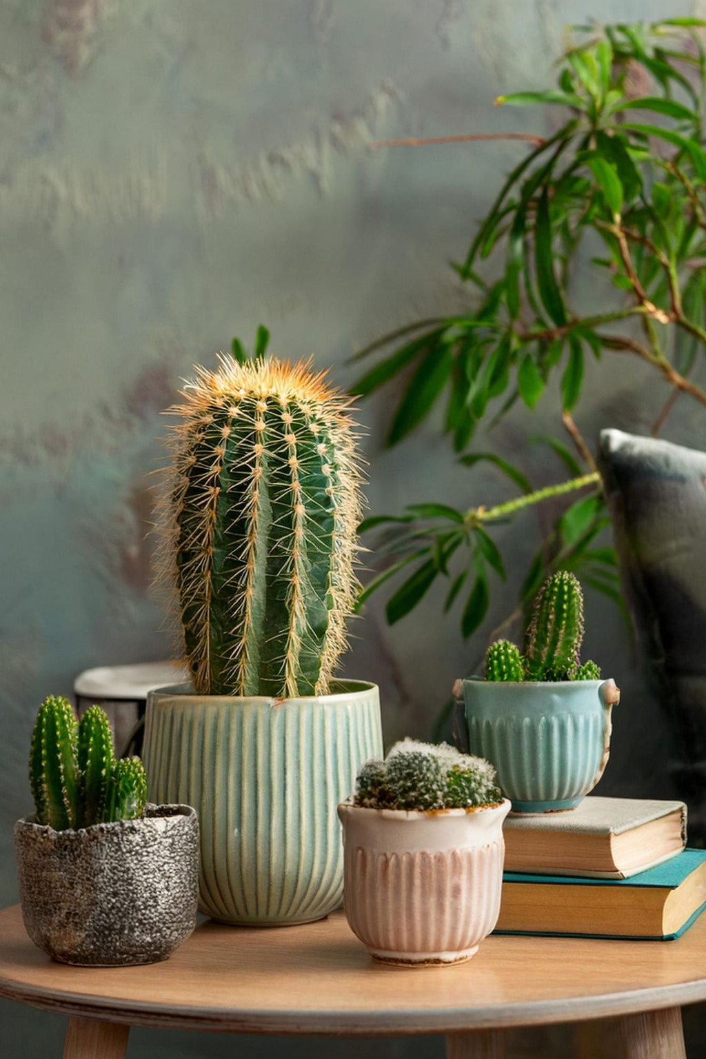 Mélange De 6 Mini Cactus – Plante D’Intérieur