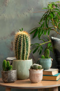 Mélange De 6 Mini Cactus – Plante D’Intérieur