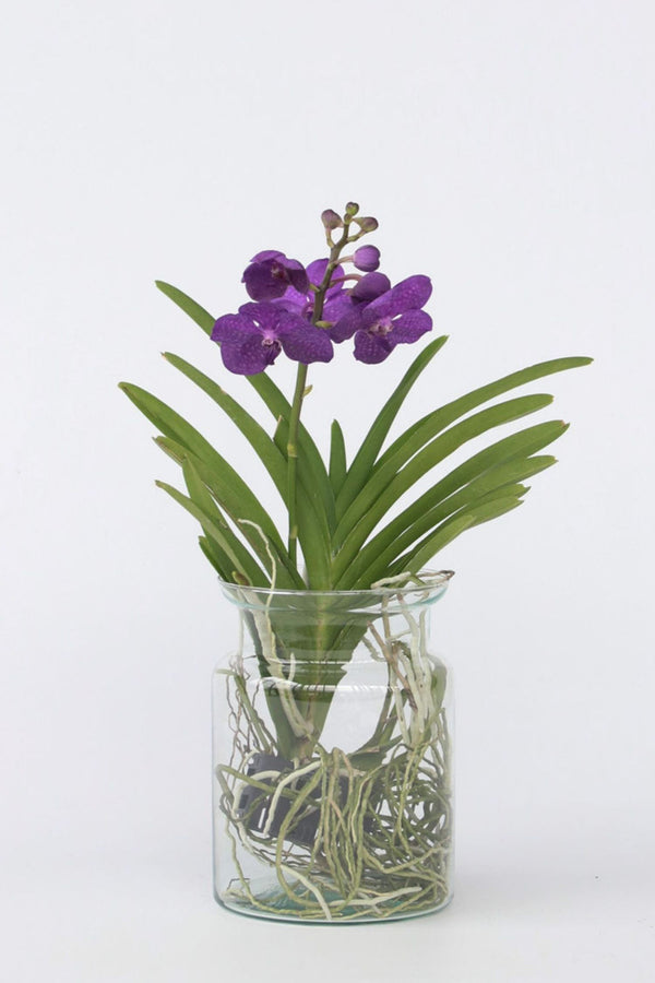 Orchidée Vanda Bleue En Vase – Plante D’Intérieur