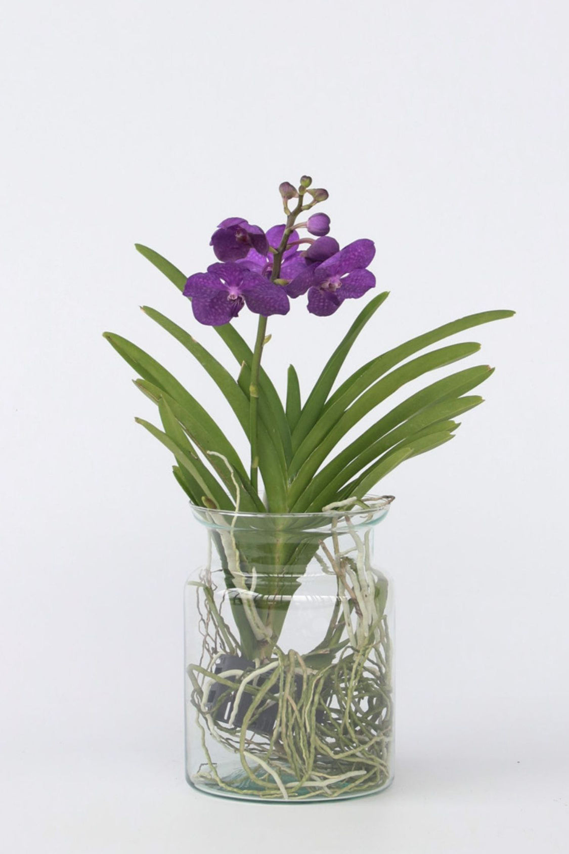 Orchidée Vanda Bleue En Vase – Plante D’Intérieur