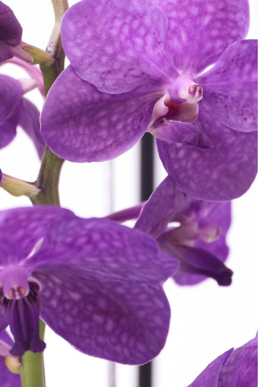 Orchidée Vanda Bleue En Vase – Plante D’Intérieur
