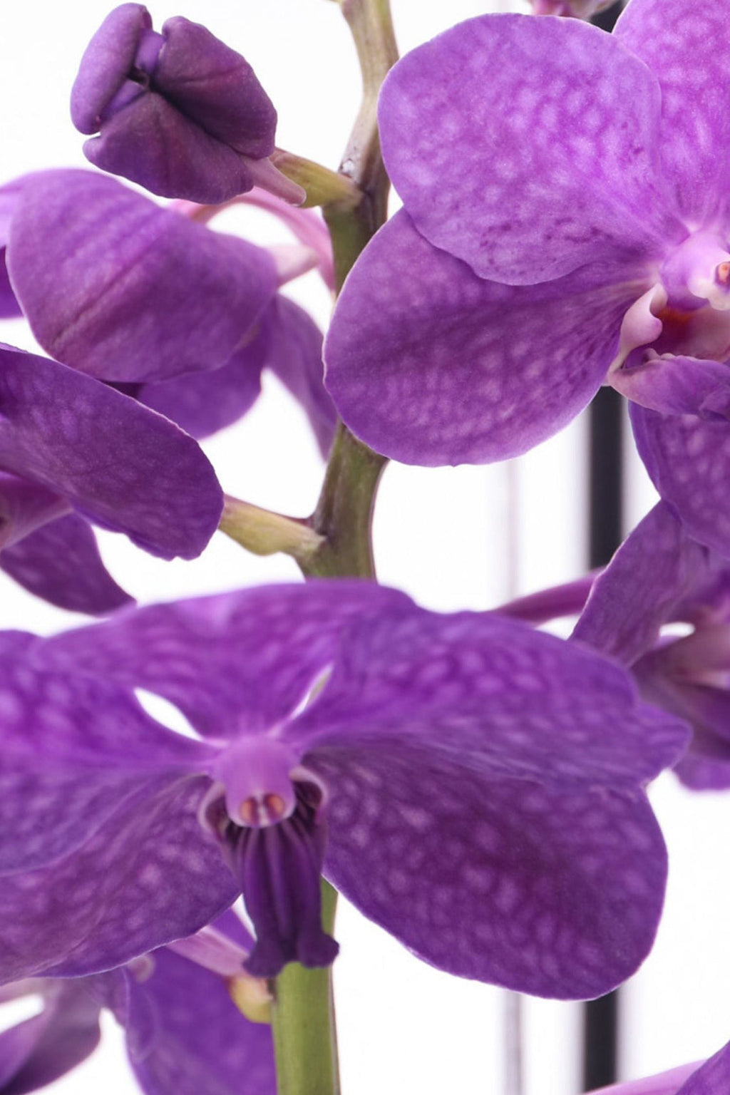 Orchidée Vanda Bleue En Vase – Plante D’Intérieur