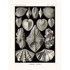 Sciences Naturelles - Acephala D'Ernst Haeckel