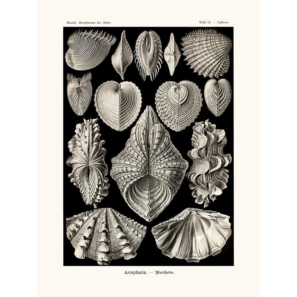 Sciences Naturelles - Acephala D'Ernst Haeckel