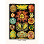 Sciences Naturelles - Ascidiae D'Ernst Haeckel