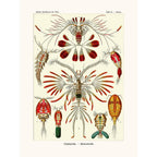 Sciences Naturelles - Copepoda D'Ernst Haeckel