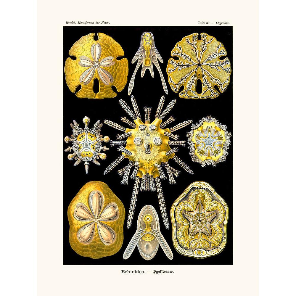Sciences Naturelles - Echinidea D'Ernst Haeckel