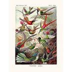 Sciences Naturelles - Kolibri D'Ernst Haeckel