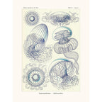 Sciences Naturelles - Leptomedusae D'Ernst Haeckel