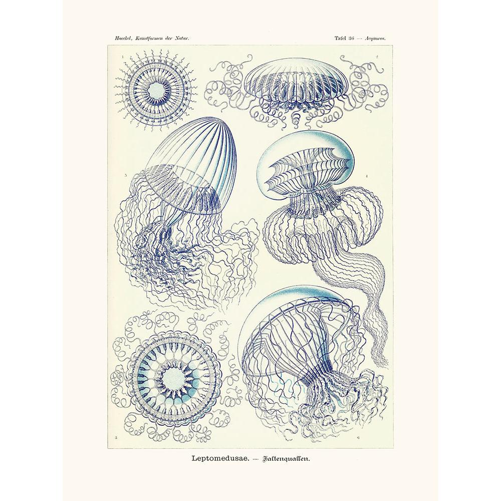 Sciences Naturelles - Leptomedusae D'Ernst Haeckel