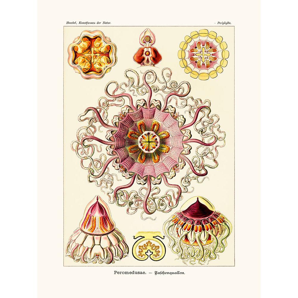 Sciences Naturelles - Peromedusae D'Ernst Haeckel