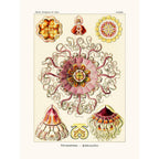 Sciences Naturelles - Peromedusae D'Ernst Haeckel