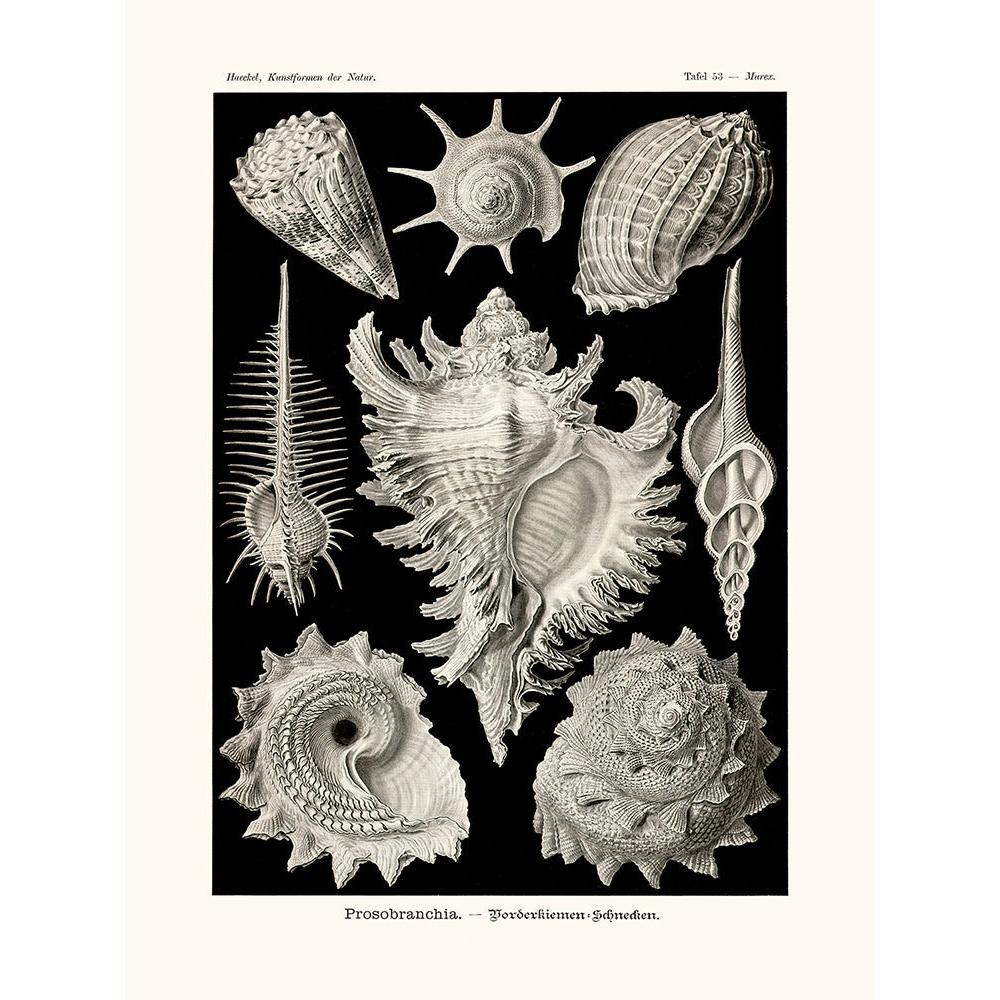 Sciences Naturelles - Prosobranchia D'Ernst Haeckel