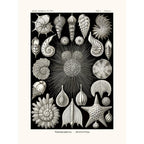 Sciences Naturelles - Thalamophora D'Ernst Haeckel