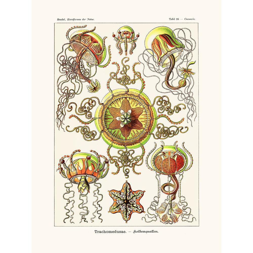 Sciences Naturelles - Trachomedusae D'Ernst Haeckel