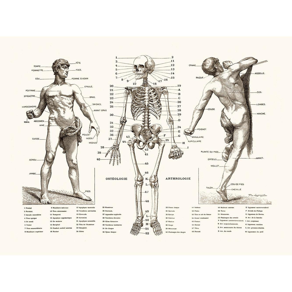 Sciences Naturelles - L'homme