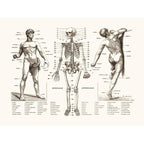 Sciences Naturelles - L'homme