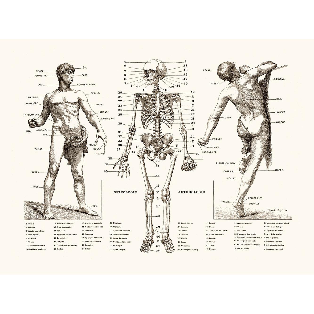 Sciences Naturelles - L'homme