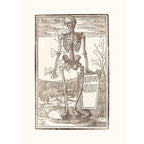 Sciences Naturelles - Human Skeleton