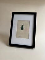Gravure D'Insecte Vintage