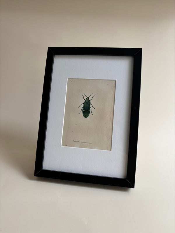Gravure D'Insecte Vintage