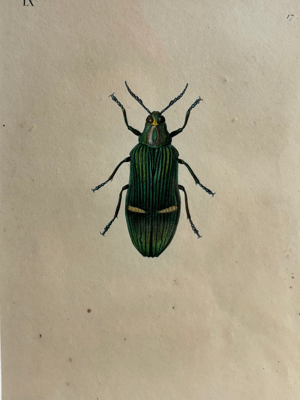 Gravure D'Insecte Vintage
