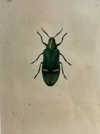 Gravure D'Insecte Vintage
