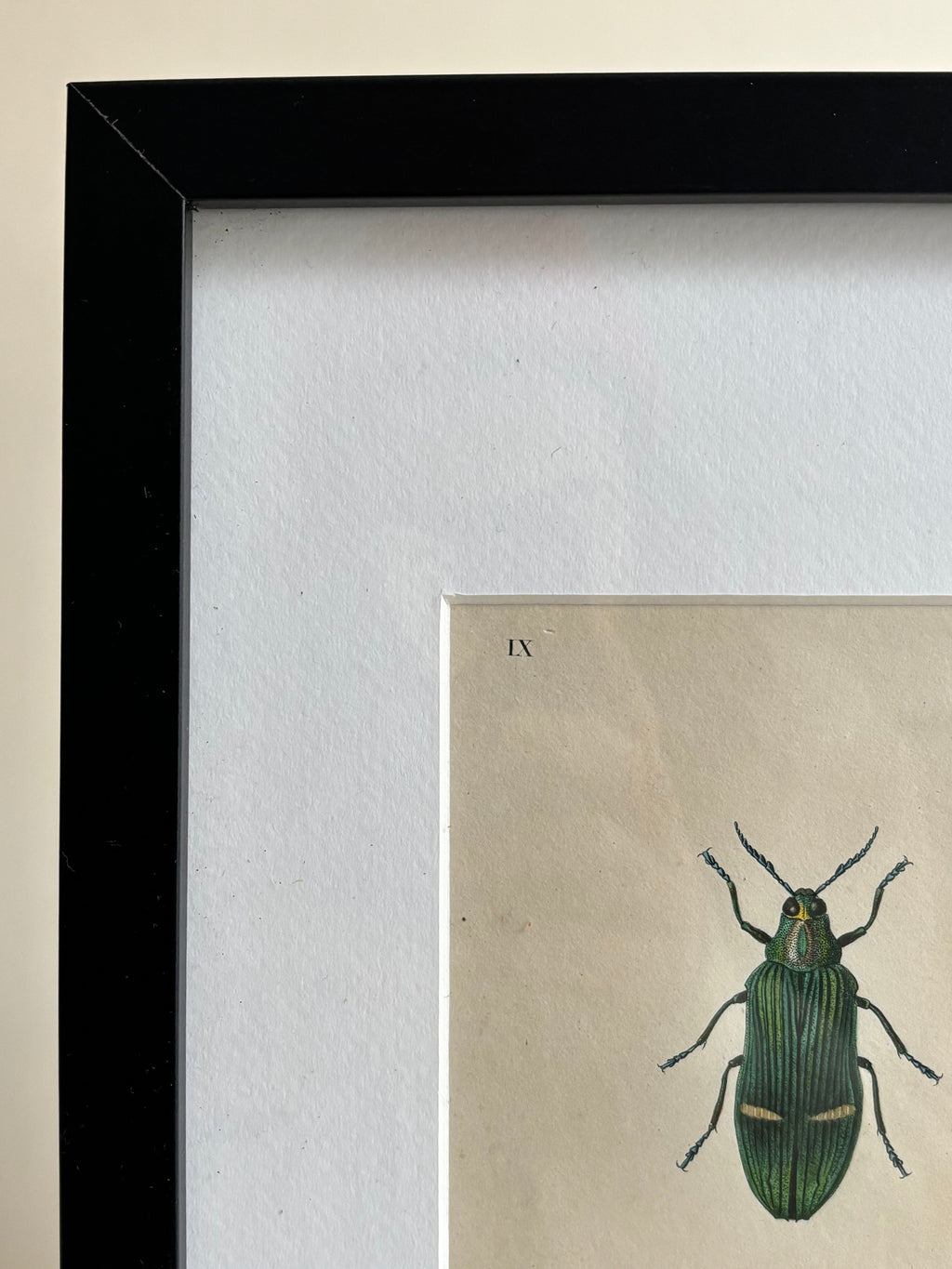 Gravure D'Insecte Vintage