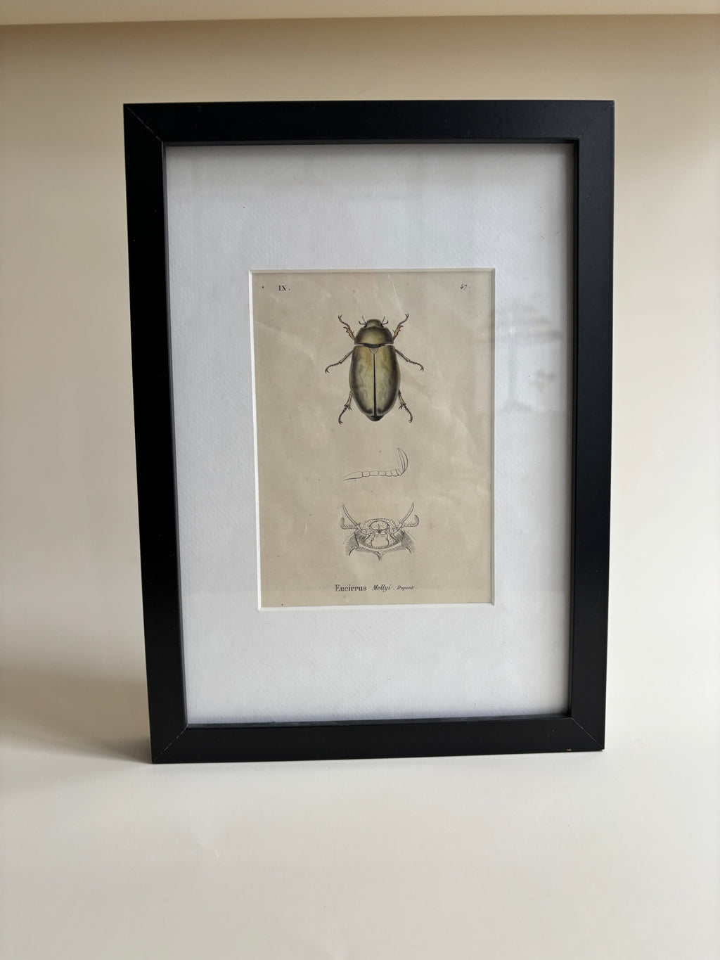 Gravure D'Insecte Vintage