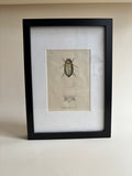 Gravure D'Insecte Vintage