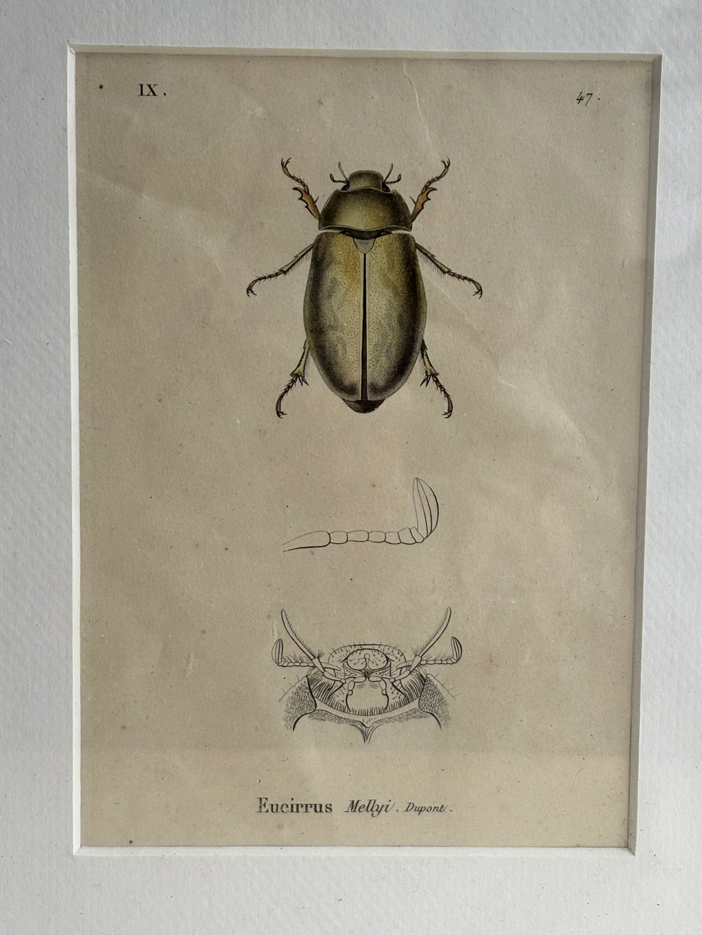 Gravure D'Insecte Vintage
