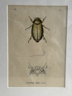 Gravure D'Insecte Vintage
