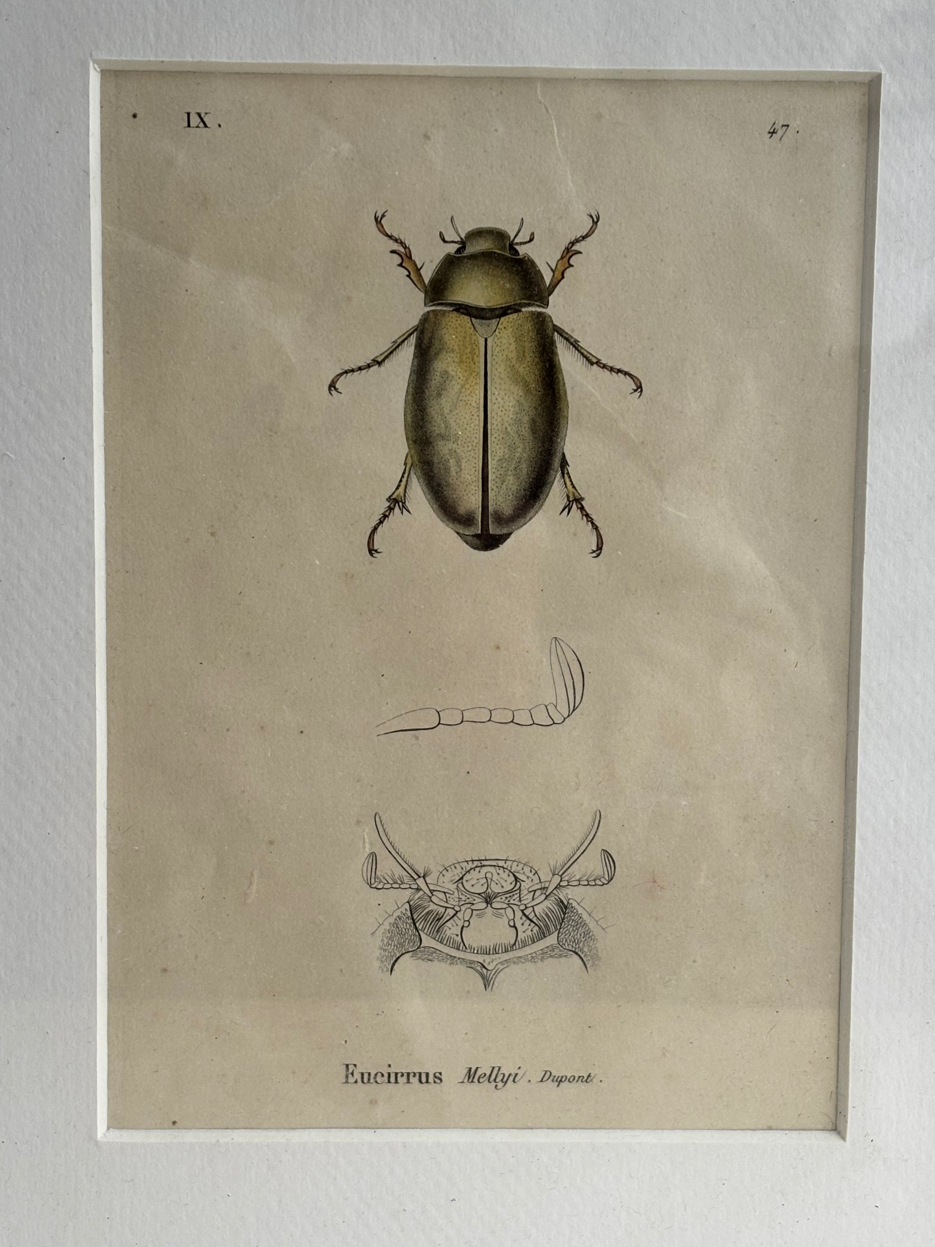 Gravure D'Insecte Vintage