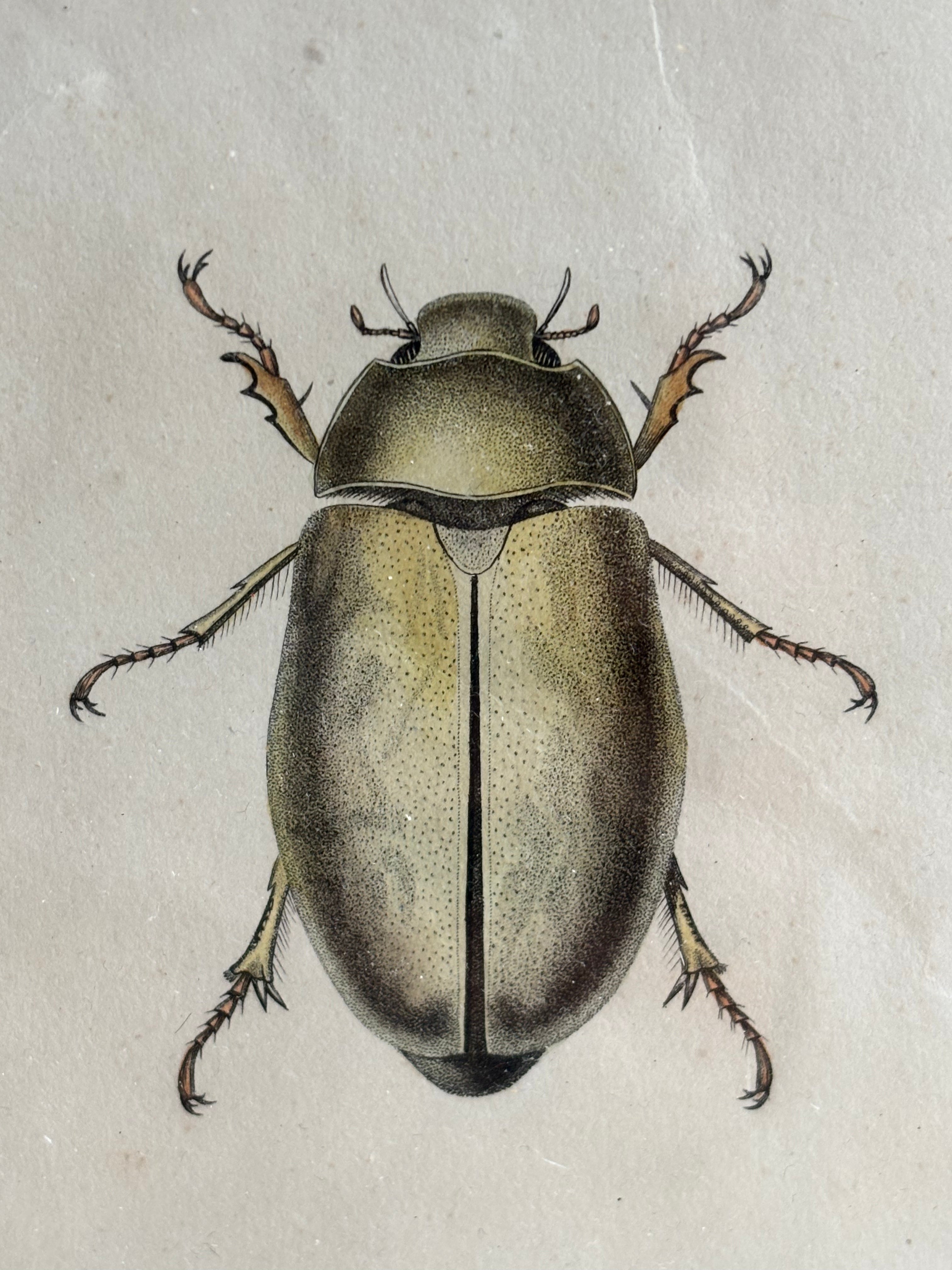 Gravure D'Insecte Vintage