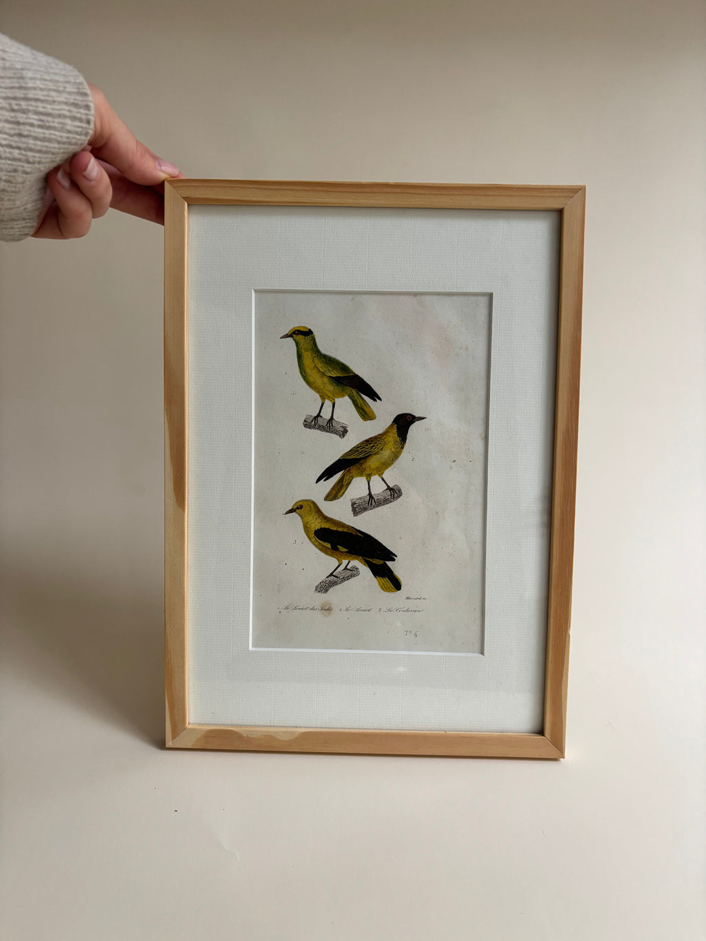 Gravure D'Oiseaux Vintage