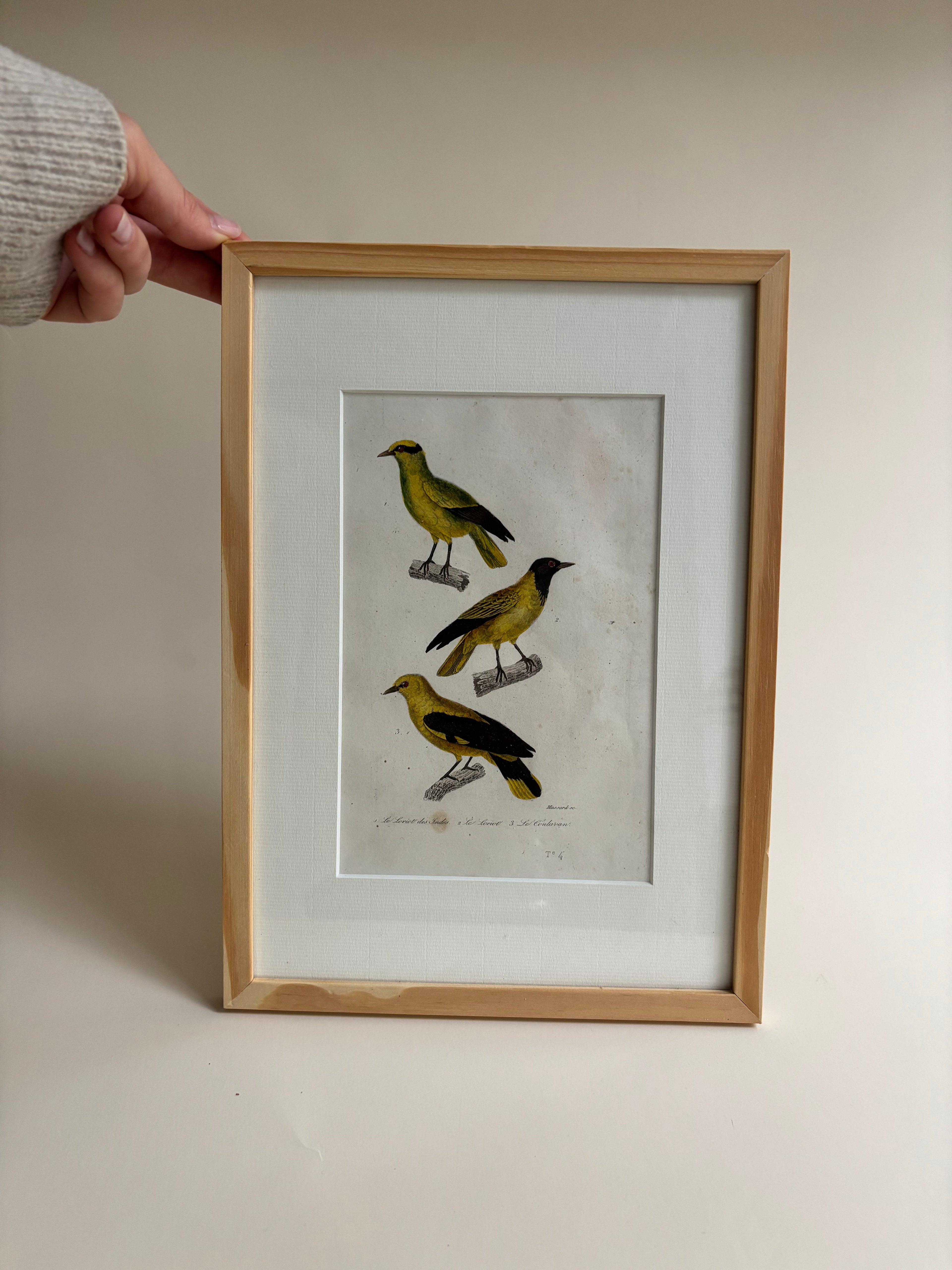 Gravure D'Oiseaux Vintage