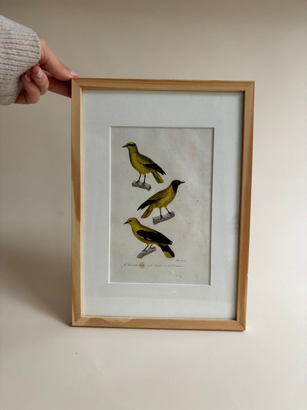 Gravure D'Oiseaux Vintage