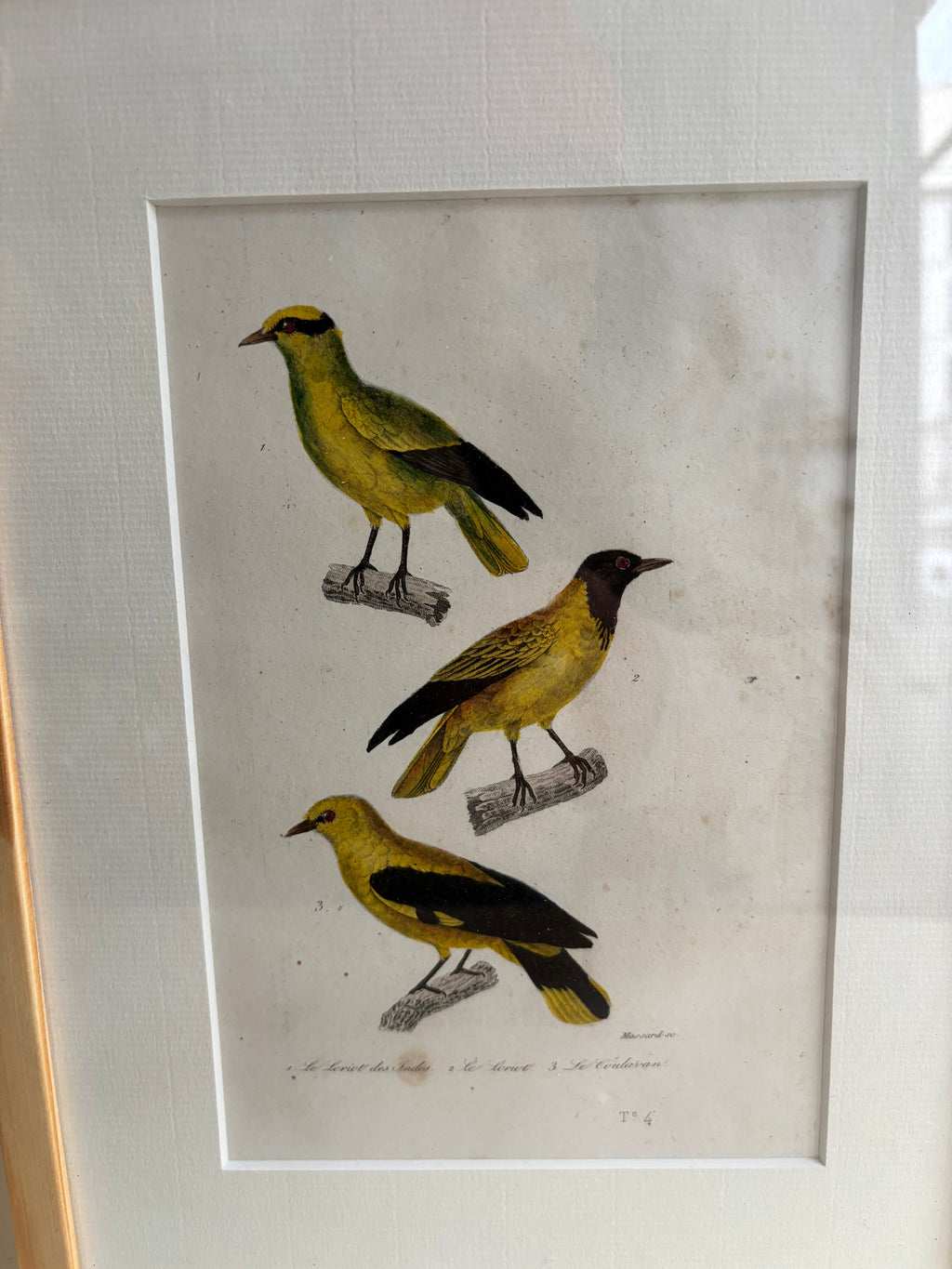 Gravure D'Oiseaux Vintage
