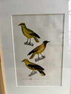 Gravure D'Oiseaux Vintage